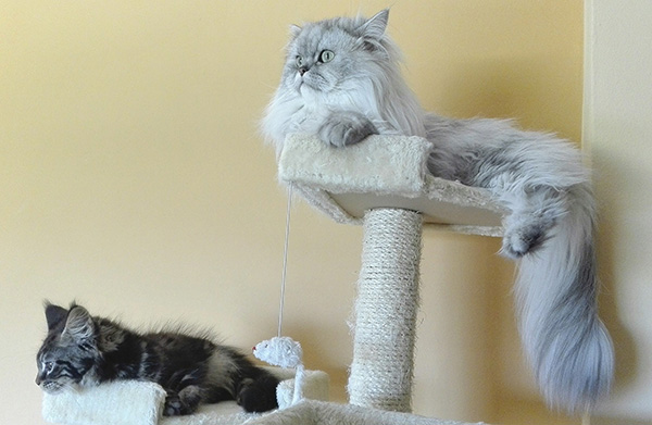 How to get a cat clearance to scratch a scratching post